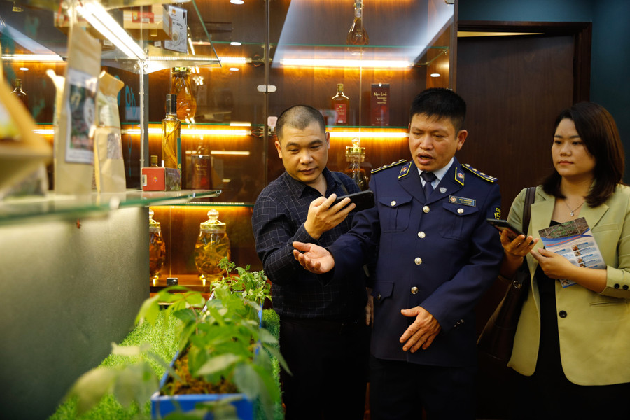 Theo số liệu của tỉnh Kon Tum, riêng trên địa bàn huyện Tu Mơ Rông hiện nay có hơn 1.710 ha sâm Ngọc Linh. Trong đó, có gần 1700 ha là của các doanh nghiệp, hợp tác xã, hộ gia đình và gần 70 ha là của người dân Tổng diện tích rừng tự nhiên có trồng sâm Ngọc Linh trên toàn tỉnh là hơn 1.200 hecta với tổng số hơn 24,8 triệu cây, tổng sản lượng ước khoảng 213,6 tấn sâm.