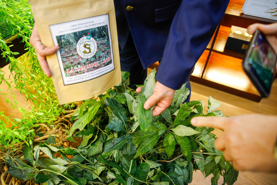 Theo số liệu của tỉnh Kon Tum, riêng trên địa bàn huyện Tu Mơ Rông hiện nay có hơn 1.710 ha sâm Ngọc Linh. Trong đó, có gần 1700 ha là của các doanh nghiệp, hợp tác xã, hộ gia đình và gần 70 ha là của người dân Tổng diện tích rừng tự nhiên có trồng sâm Ngọc Linh trên toàn tỉnh là hơn 1.200 hecta với tổng số hơn 24,8 triệu cây, tổng sản lượng ước khoảng 213,6 tấn sâm.