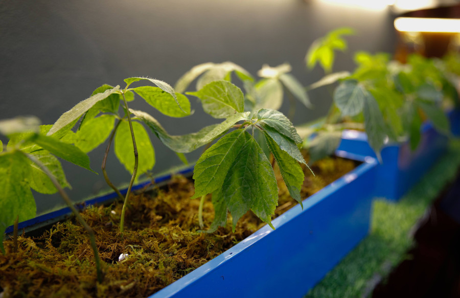 Theo số liệu của tỉnh Kon Tum, riêng trên địa bàn huyện Tu Mơ Rông hiện nay có hơn 1.710 ha sâm Ngọc Linh. Trong đó, có gần 1700 ha là của các doanh nghiệp, hợp tác xã, hộ gia đình và gần 70 ha là của người dân Tổng diện tích rừng tự nhiên có trồng sâm Ngọc Linh trên toàn tỉnh là hơn 1.200 hecta với tổng số hơn 24,8 triệu cây, tổng sản lượng ước khoảng 213,6 tấn sâm.