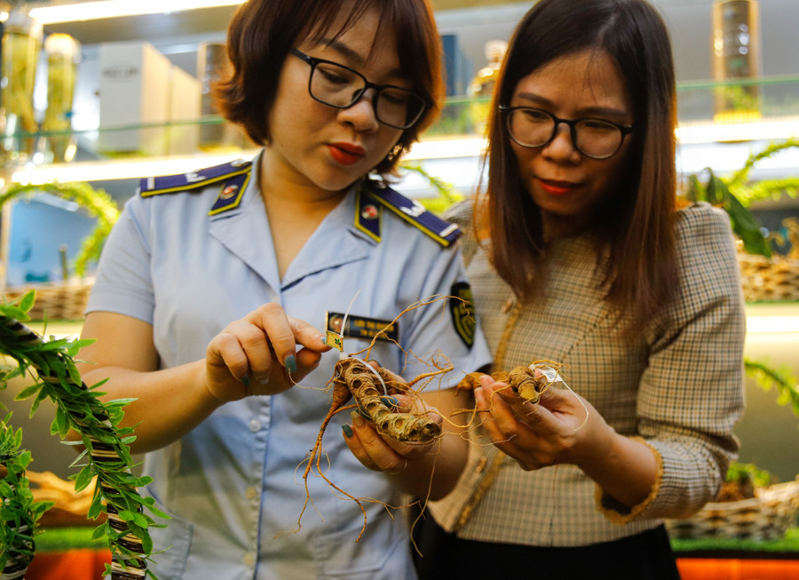 Tại sự kiện, Tổng cục trưởng Trần Hữu Linh chỉ đạo không chỉ Cục QLTT Kon Tum mà tới đây là lực lượng QLTT ở nhiều địa phương khác cần tăng cường triển các biện pháp nghiệp vụ; nắm thông tin từ quần chúng nhân dân tại địa bàn về các địa điểm kinh doanh có biểu hiện gian lận thương mại, vận chuyển, buôn bán các sản phẩm sâm Ngọc Linh (hạt, cây giống, củ, lá, các sản phẩm chiết xuất) kém chất lượng, hàng nhái, hàng giả, không có logo, tem chỉ dẫn địa lý “Ngọc Linh”, kịp thời phát hiện, xử lý theo quy định của pháp luật góp phần bảo vệ thương hiệu sâm Ngọc Linh.