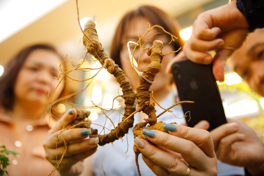 Tại sự kiện, Tổng cục trưởng Trần Hữu Linh chỉ đạo không chỉ Cục QLTT Kon Tum mà tới đây là lực lượng QLTT ở nhiều địa phương khác cần tăng cường triển các biện pháp nghiệp vụ; nắm thông tin từ quần chúng nhân dân tại địa bàn về các địa điểm kinh doanh có biểu hiện gian lận thương mại, vận chuyển, buôn bán các sản phẩm sâm Ngọc Linh (hạt, cây giống, củ, lá, các sản phẩm chiết xuất) kém chất lượng, hàng nhái, hàng giả, không có logo, tem chỉ dẫn địa lý “Ngọc Linh”, kịp thời phát hiện, xử lý theo quy định của pháp luật góp phần bảo vệ thương hiệu sâm Ngọc Linh.