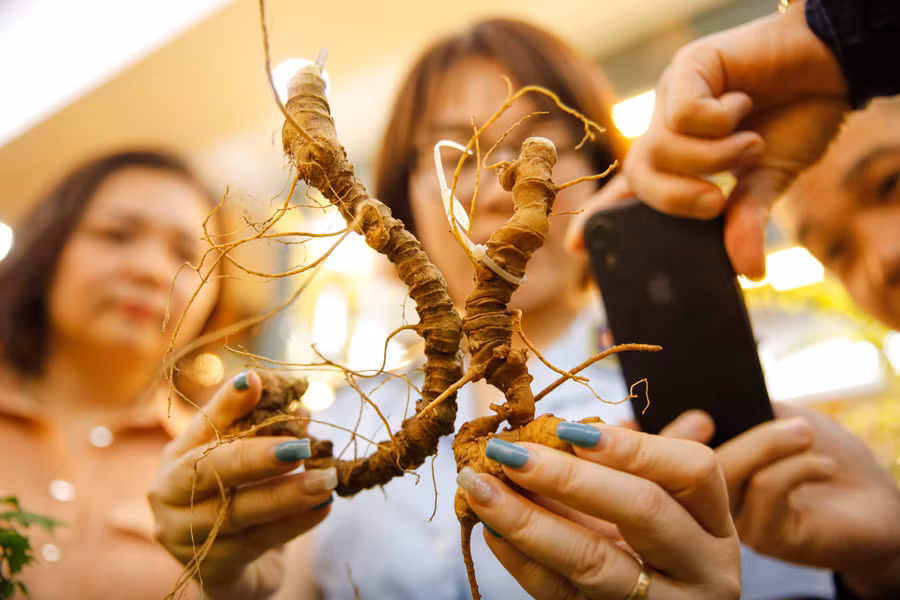 Tại sự kiện, Tổng cục trưởng Trần Hữu Linh chỉ đạo không chỉ Cục QLTT Kon Tum mà tới đây là lực lượng QLTT ở nhiều địa phương khác cần tăng cường triển các biện pháp nghiệp vụ; nắm thông tin từ quần chúng nhân dân tại địa bàn về các địa điểm kinh doanh có biểu hiện gian lận thương mại, vận chuyển, buôn bán các sản phẩm sâm Ngọc Linh (hạt, cây giống, củ, lá, các sản phẩm chiết xuất) kém chất lượng, hàng nhái, hàng giả, không có logo, tem chỉ dẫn địa lý “Ngọc Linh”, kịp thời phát hiện, xử lý theo quy định của pháp luật góp phần bảo vệ thương hiệu sâm Ngọc Linh.