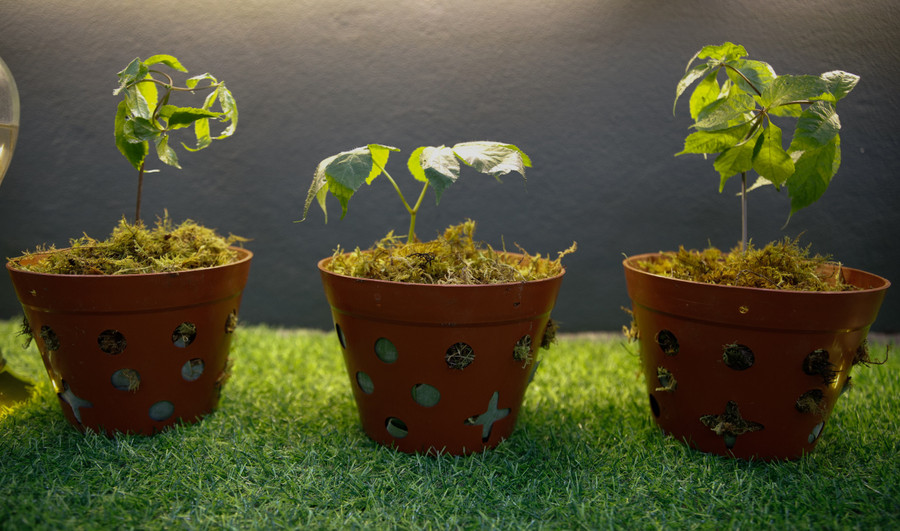 Theo số liệu của tỉnh Kon Tum, riêng trên địa bàn huyện Tu Mơ Rông hiện nay có hơn 1.710 ha sâm Ngọc Linh. Trong đó, có gần 1700 ha là của các doanh nghiệp, hợp tác xã, hộ gia đình và gần 70 ha là của người dân Tổng diện tích rừng tự nhiên có trồng sâm Ngọc Linh trên toàn tỉnh là hơn 1.200 hecta với tổng số hơn 24,8 triệu cây, tổng sản lượng ước khoảng 213,6 tấn sâm.