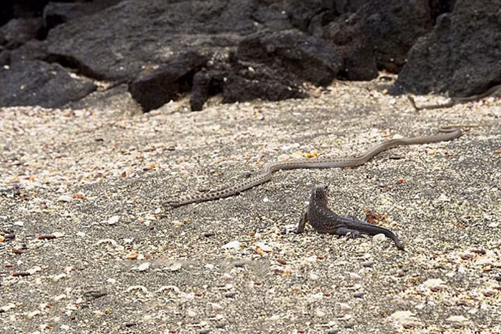 Nổi da gà trước sự truy đuổi của bầy rắn với kỳ nhông