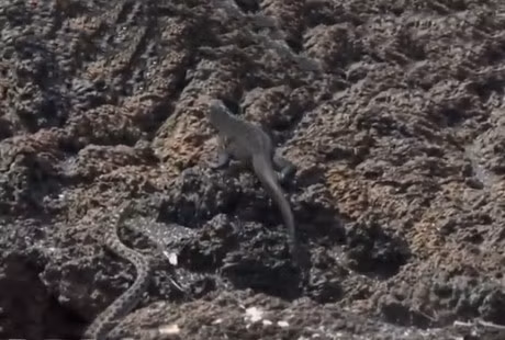 Ky nhong may man thoat chet truoc su truy duoi cua bay ran - Anh 9