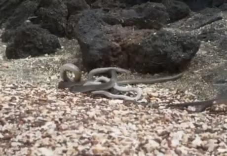 Ky nhong may man thoat chet truoc su truy duoi cua bay ran - Anh 7