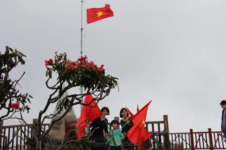 Lên Fansipan ngắm hàng ngàn cây đỗ quyên