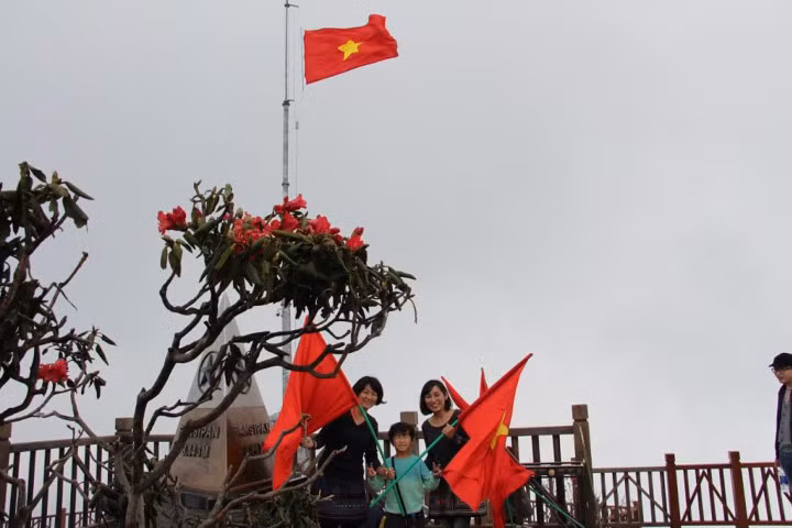 Lên Fansipan ngắm hàng ngàn cây đỗ quyên