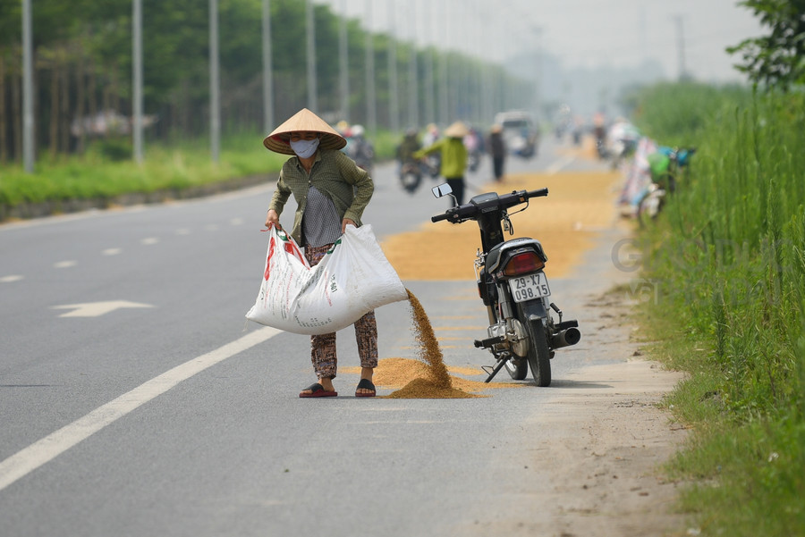 Sau khi thu hoạch, thóc lúa được đựng trong nhiều bao tải sau đó được chở lên mặt đường để phơi.