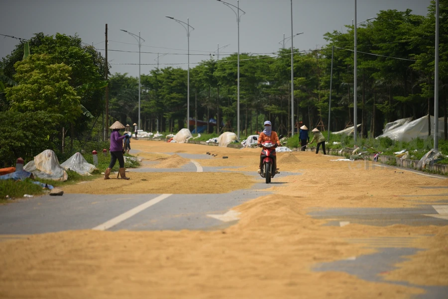 Thóc lúa được người dân phơi rất nhiều ở ngay dưới lòng đường.