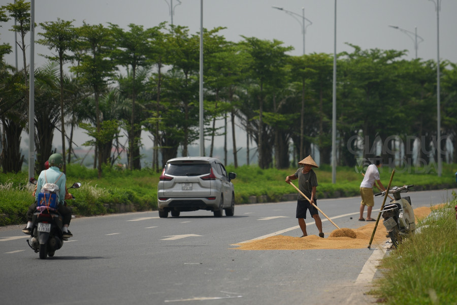 1 làn đường bị người dân &quot; cắt xén&quot; để làm nơi phơi thóc lúa.
