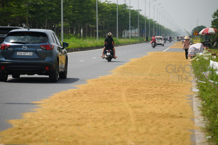 Hà Nội: Người dân chiếm dụng lòng đường thành nơi phơi thóc lúa ảnh 5