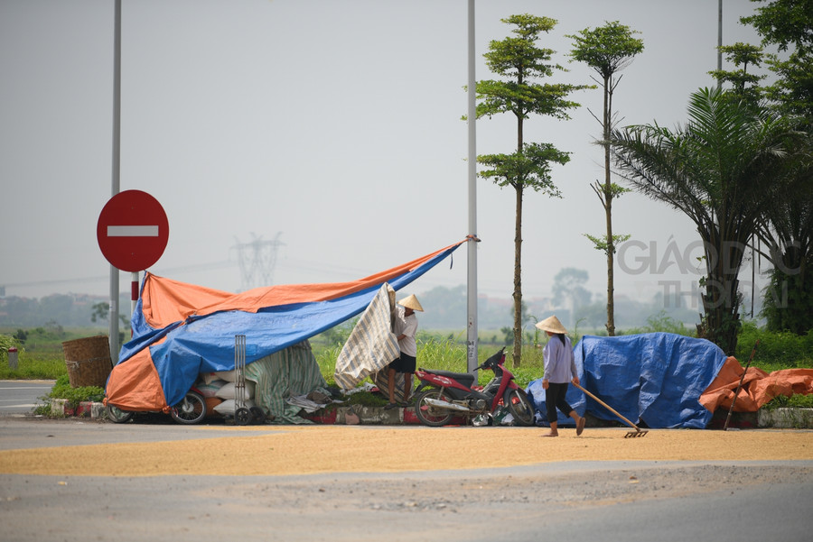 Nguy hiểm hơn tại nhiều điểm quay đầu trên tuyến đường, người dân căng bạt che thóc gây mất tầm nhìn, phơi thóc lúa ngay dưới đường tại điểm quay đầu.