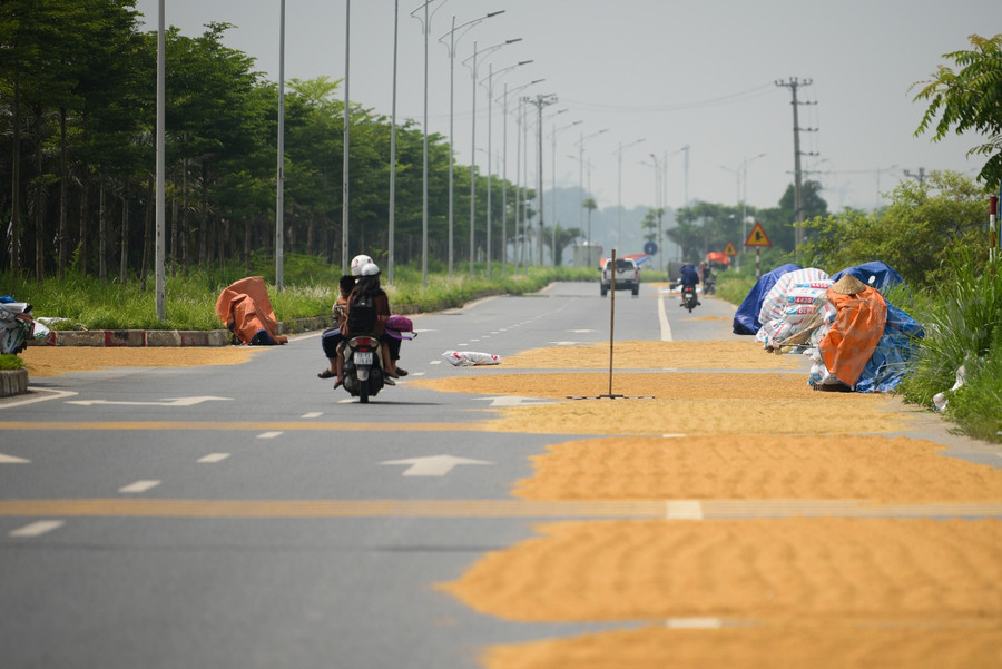 Tại nhiều đoạn đường, thóc lúa phơi cả 2 bên đường, chiếm gần hết đường đi của các phương tiện.