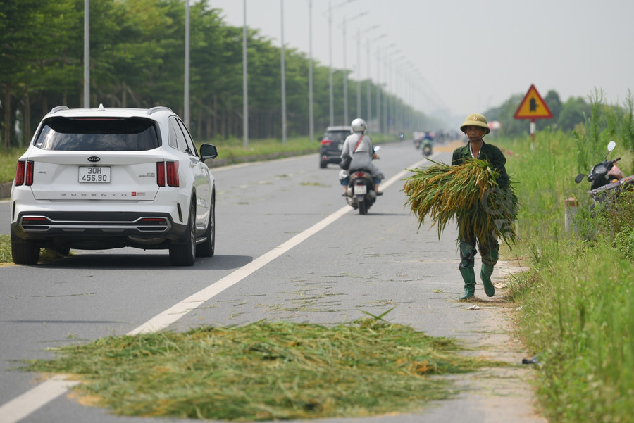 Những ngày vào vụ thu hoạch lúa trên nhiều tuyến đường tại huyện Thanh Oai- Hà Nội người dân lại &quot; thản nhiên&quot; mang rơm, thóc ra lòng đường để phơi.