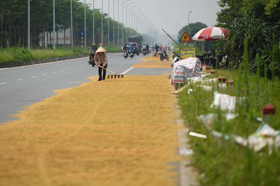 Thóc lúa được phơi rải rộng chiếm 1 làn đường, nhiều nơi còn chiếm hơn 1 làn đường.