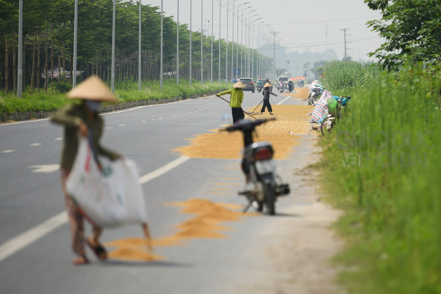 Đoạn đường kéo dài hàng km tại huyện Thanh Oai bị người dân trưng dựng làm nơi phơi thóc, lúa.