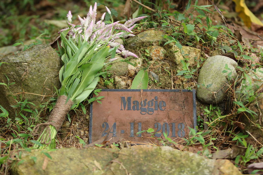 Maggie Q mang hoa đến tưởng niệm chú gấu được cô đặt tên đã qua đời năm ngoái.