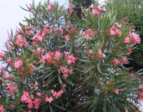 6 loai cay chua doc to thuong duoc trong trong truong hoc - Anh 2