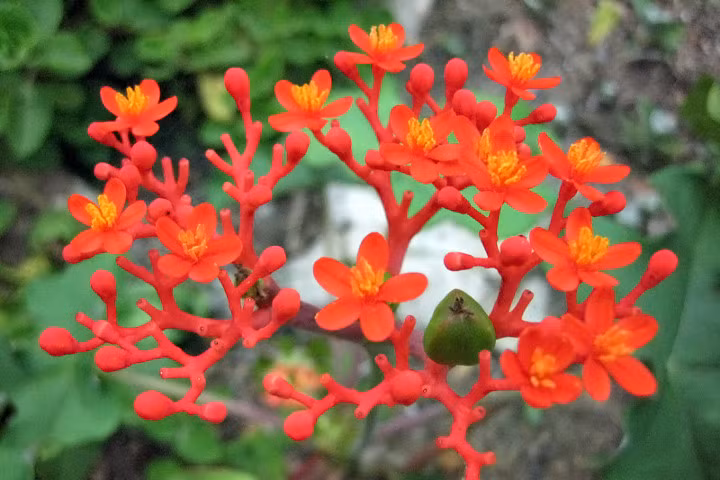 6 loại cây chứa độc tố thường được trồng làm cảnh trong các trường học