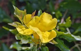 10 loai thao moc va gia vi dieu tri viem khop hieu qua nhat - Anh 5