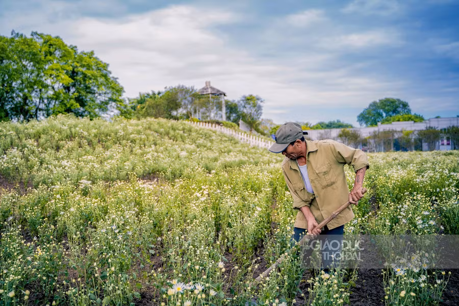 Cúc họa mi là tên gọi của loài hoa mang màu trắng thuần khiết thường nở vào trung tuần tháng 11, nhưng tại nơi đây cúc hoạ mi đã bung nở rất sớm.