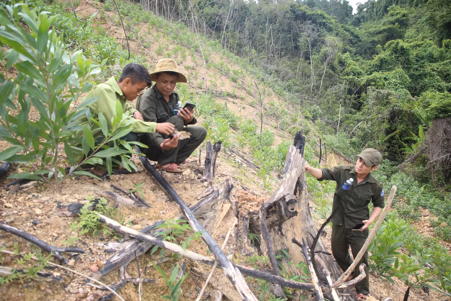 Một vụ phá rừng phòng hộ để trồng keo tại xã Linh Trường.