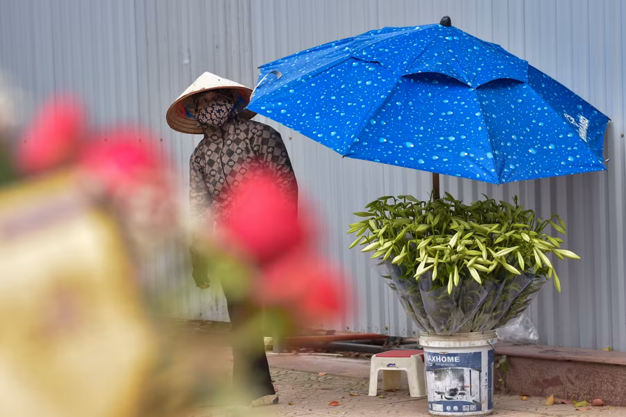 Để chơi được lâu, người mua nên chọn những bông hoa còn chớm nụ. Những cành hoa được chọn cũng nên có từ 3-5 bông, không nên chọn cành hoa có từ 6-8 bông hay nhiều hơn. Vì nhiều cành hoa như vậy sẽ rất dễ bị rủ bông xuống, làm cho gãy mất dáng.