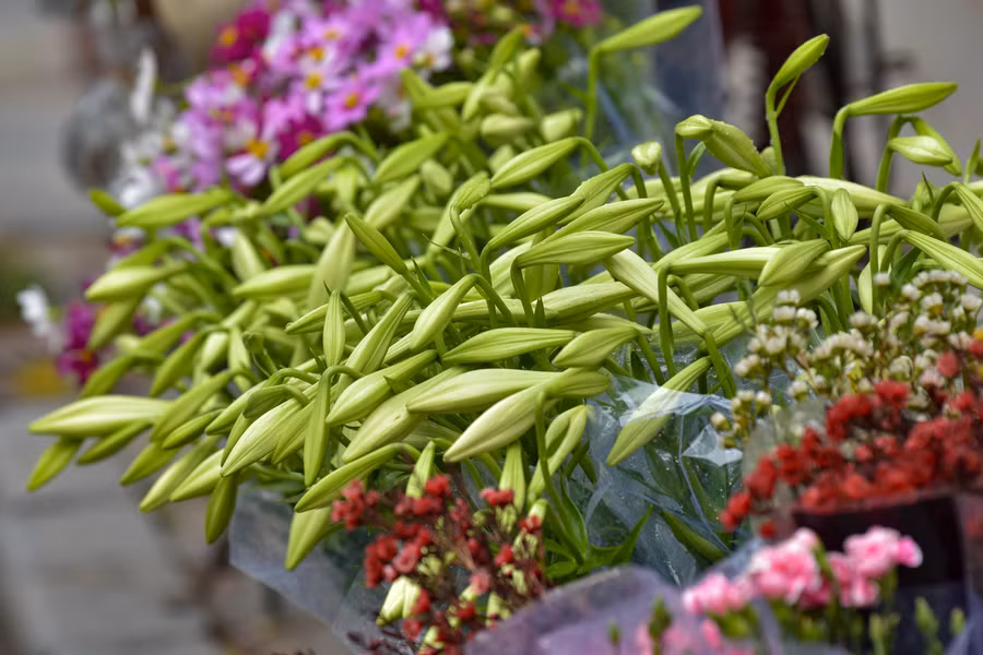 Hoa có hình dáng như một chiếc kèn nhỏ với phần nhụy vàng đẹp mắt. Hoa thường cao tầm 60 – 100cm, mọc thành chùm từ 2-3 hoa. Hoa loa kèn có màu trắng, đỏ, vàng... nhưng ở chủ yếu loài kèn trắng và vàng.