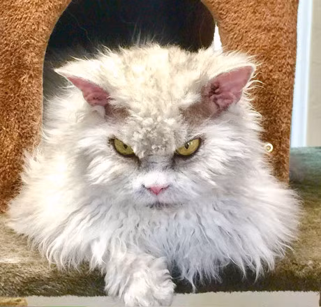 Kho do nhung con meo cung tuc gian voi ca the gioi - Anh 7