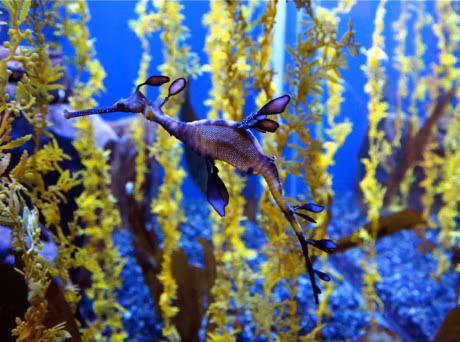 Ve ngoai la lam cua loai ca bi dua vao sach do - Anh 15