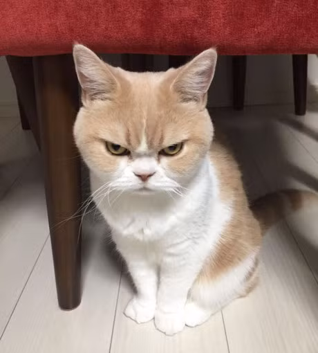 Kho do nhung con meo cung tuc gian voi ca the gioi - Anh 4