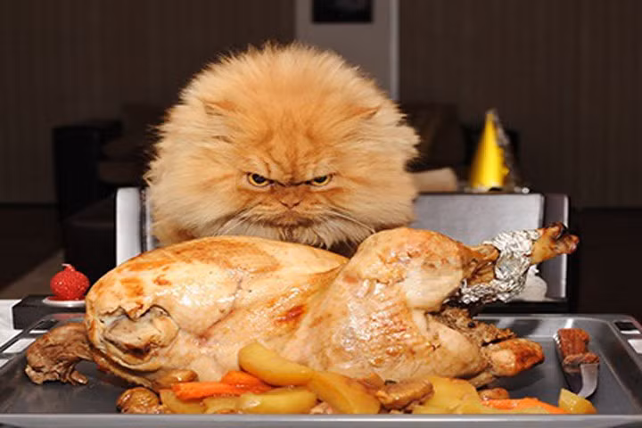 Không nhịn được cười khi những con mèo tức giận với cả thế giới