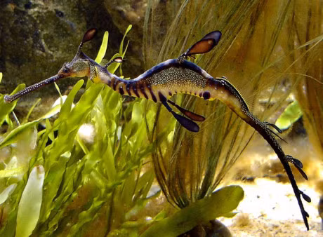 Ve ngoai la lam cua loai ca bi dua vao sach do - Anh 11