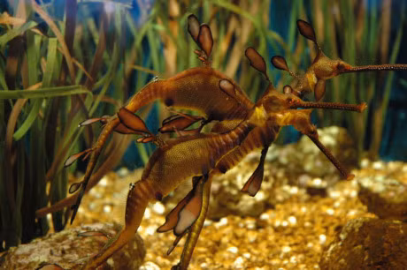 Ve ngoai la lam cua loai ca bi dua vao sach do - Anh 1