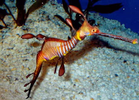 Ve ngoai la lam cua loai ca bi dua vao sach do - Anh 6