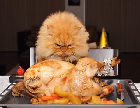 Kho do nhung con meo cung tuc gian voi ca the gioi - Anh 2