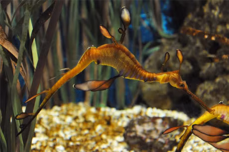 Ve ngoai la lam cua loai ca bi dua vao sach do - Anh 14