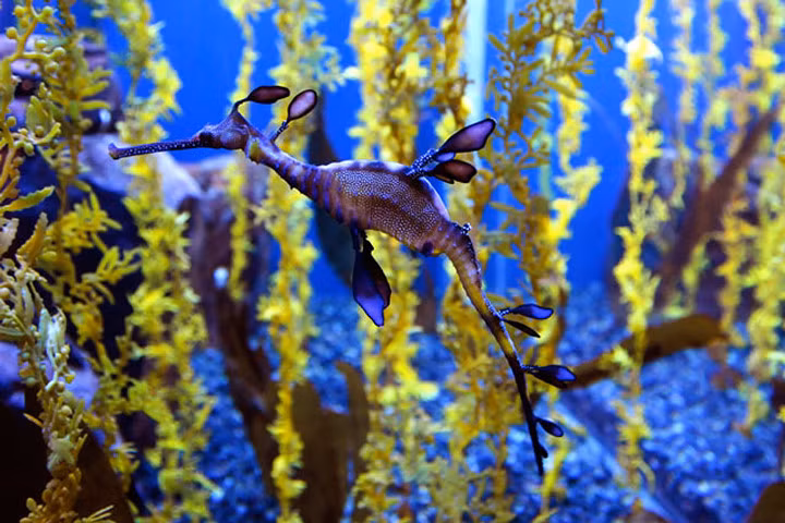 Vẻ ngoài lạ lẫm của loại cá bị đưa vào sách đỏ