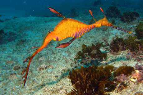 Ve ngoai la lam cua loai ca bi dua vao sach do - Anh 2