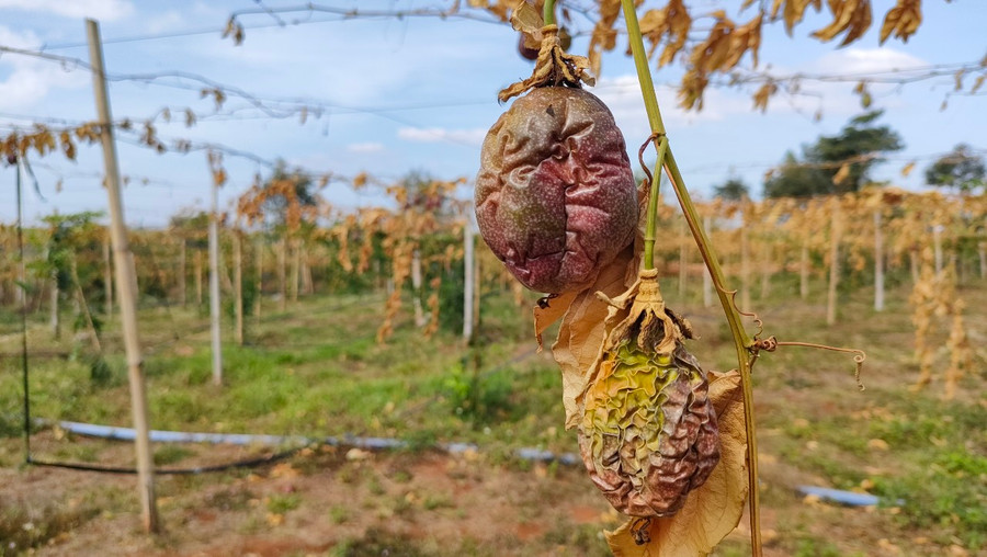 Những trái chanh dây đã chín, sắp cho thu hoạch giờ trở nên khô héo. Những trái chanh dây đã chín, sắp cho thu hoạch giờ trở nên khô héo.