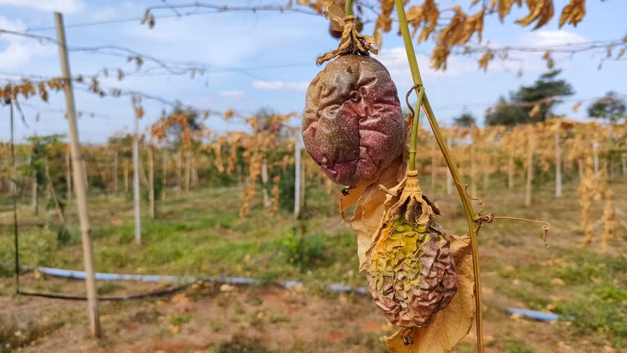 Những trái chanh dây đã chín, sắp cho thu hoạch giờ trở nên khô héo.
