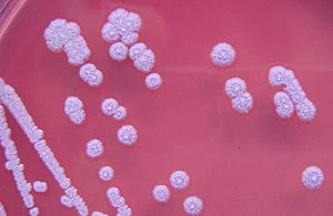 Vi khuẩn Burkholderia Pseudomallei (hình minh hoạ).