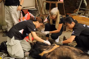 Cứu hộ cá thể gấu cuối cùng của tỉnh Hải Dương