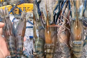 Video: Tôm càng xanh "siêu to khổng lồ"giá rẻ bất ngờ chỉ 350.000/kg 