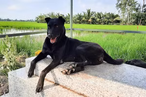 Ảnh: Mạng xã hội.