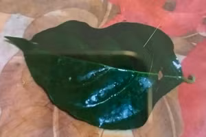 Lá ngón hai vợ chồng hái đun nước uống, được người nhà mang đến bệnh viện. Ảnh: BV.