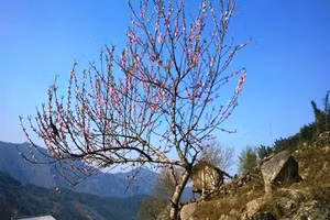 Sẽ cấm tuyệt đối chặt đào rừng đón Tết nguyên đán 2021