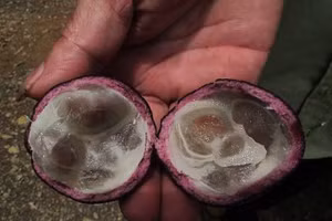 Bên trong quả dại có từ 4 - 6 hạt. Ảnh: Hồng Anh.