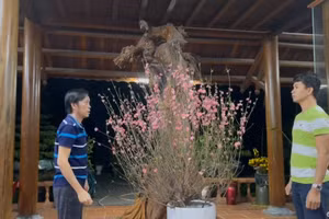 Video: Tik Tok ngày Tết của Hoài Linh "đốn tim" cộng đồng mạng